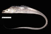 Trachurus lathami, rough scad, SEAMAP collections